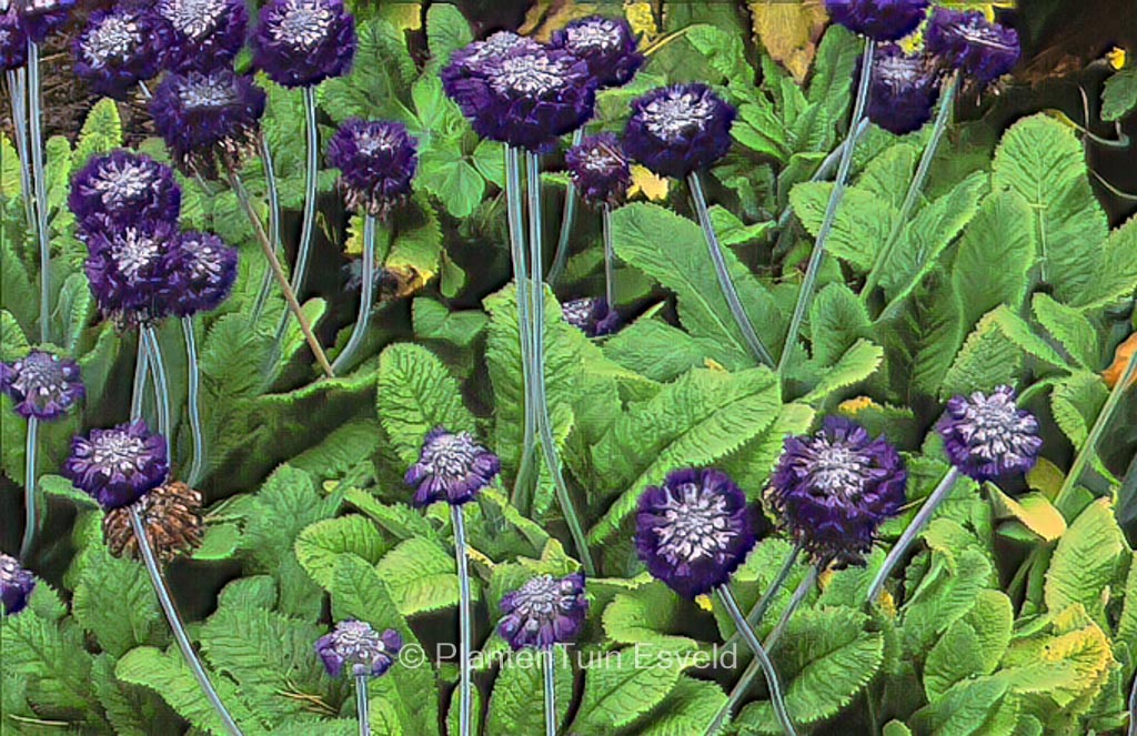 Primula capitata ssp. mooreana