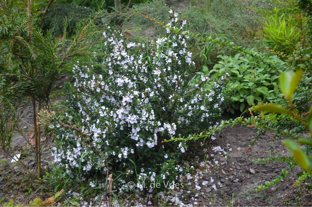 Prostanthera ‘Badja Peak’