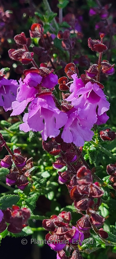 Prostanthera rotundifolia ‘Rosette’