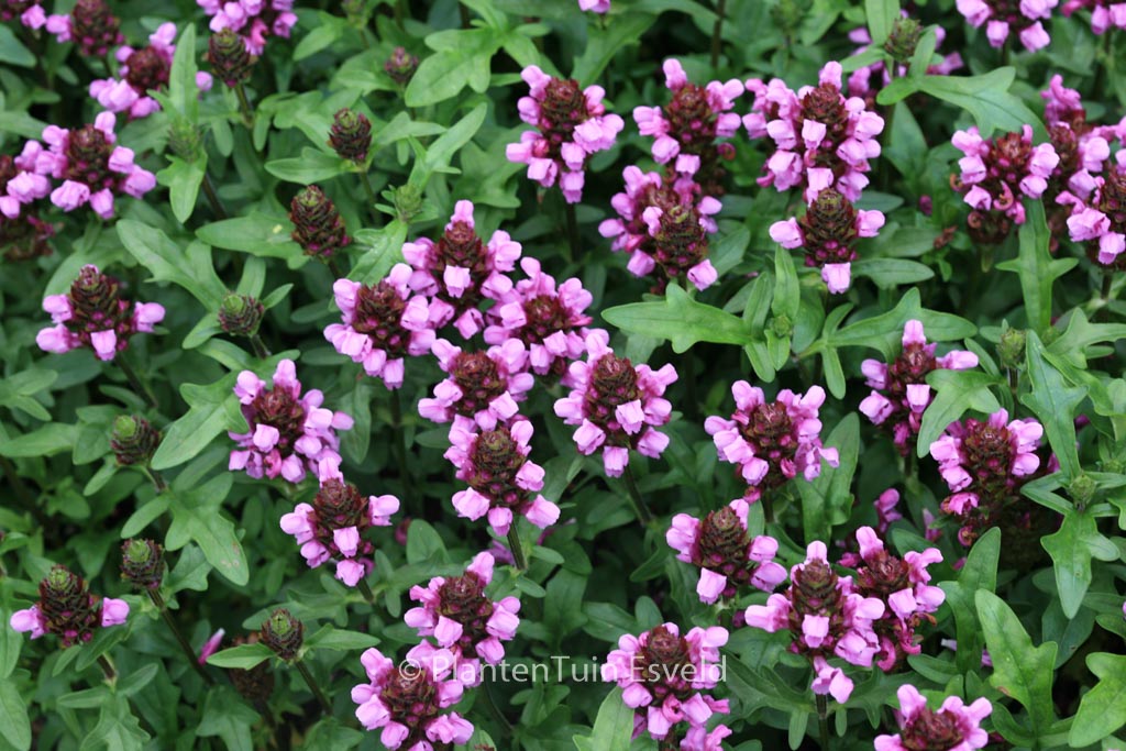 Prunella grandiflora ‘Gruss aus Isernhagen’