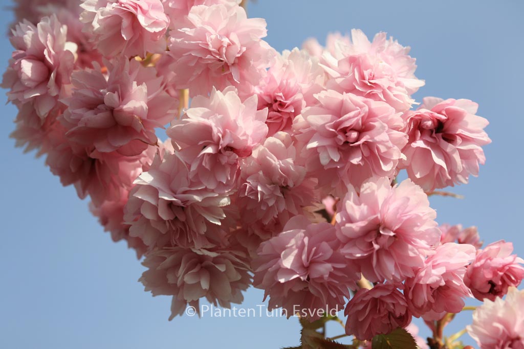 Prunus ‘Kiku-shidare-zakura’