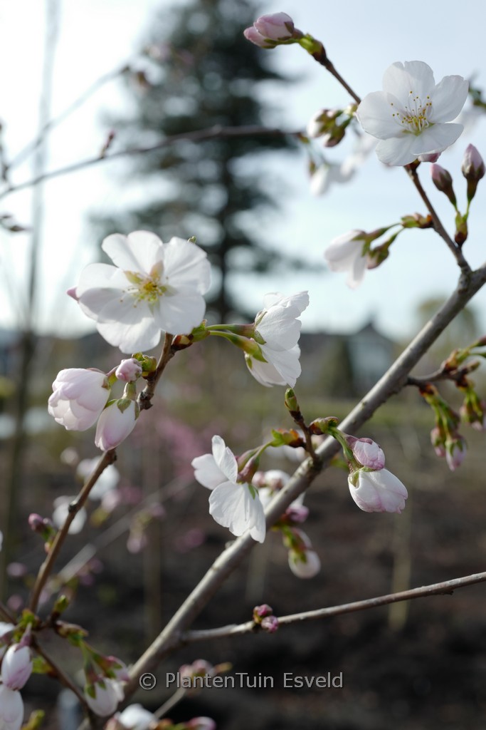 Prunus ‘Mieke’ (ROYAL FLAME)