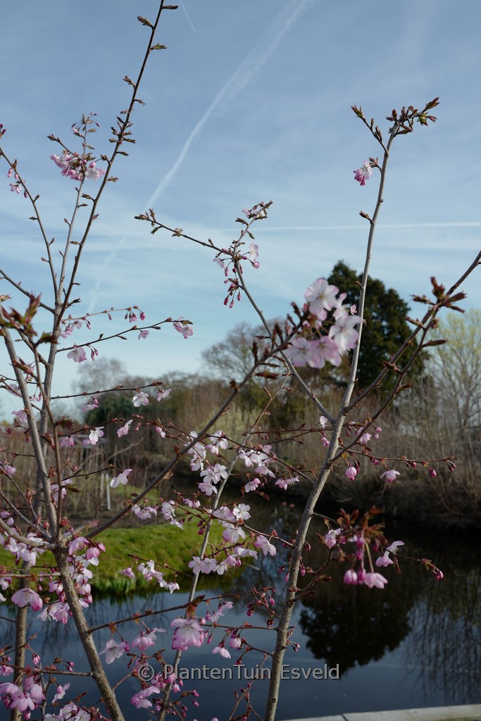 Prunus ‘Pink Favourite’