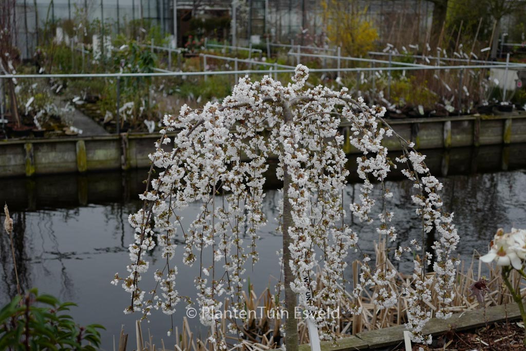 Prunus ‘Snofozam’ (SNOW FOUNTAINS)
