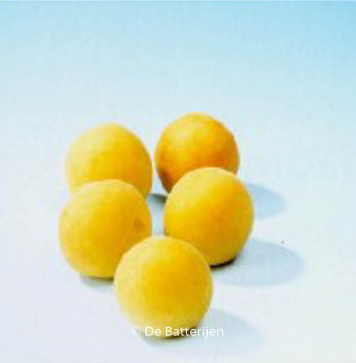 Prunus armeniaca ‘Bredase’