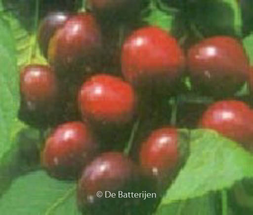 Prunus avium ‘Bigarreau Burlat’