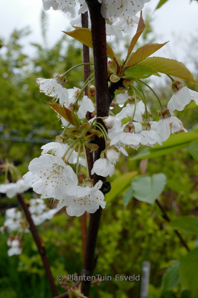 Prunus avium ‘Regina’