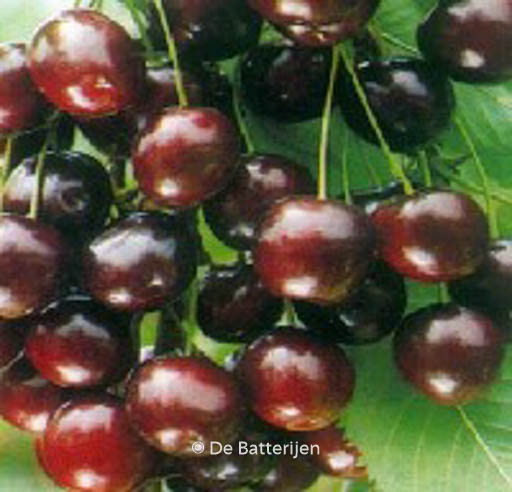 Prunus avium ‘Summit’