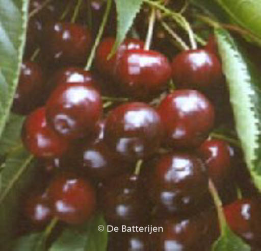 Prunus avium ‘Varikse Zwarte’