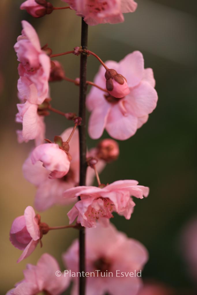 Prunus blireana