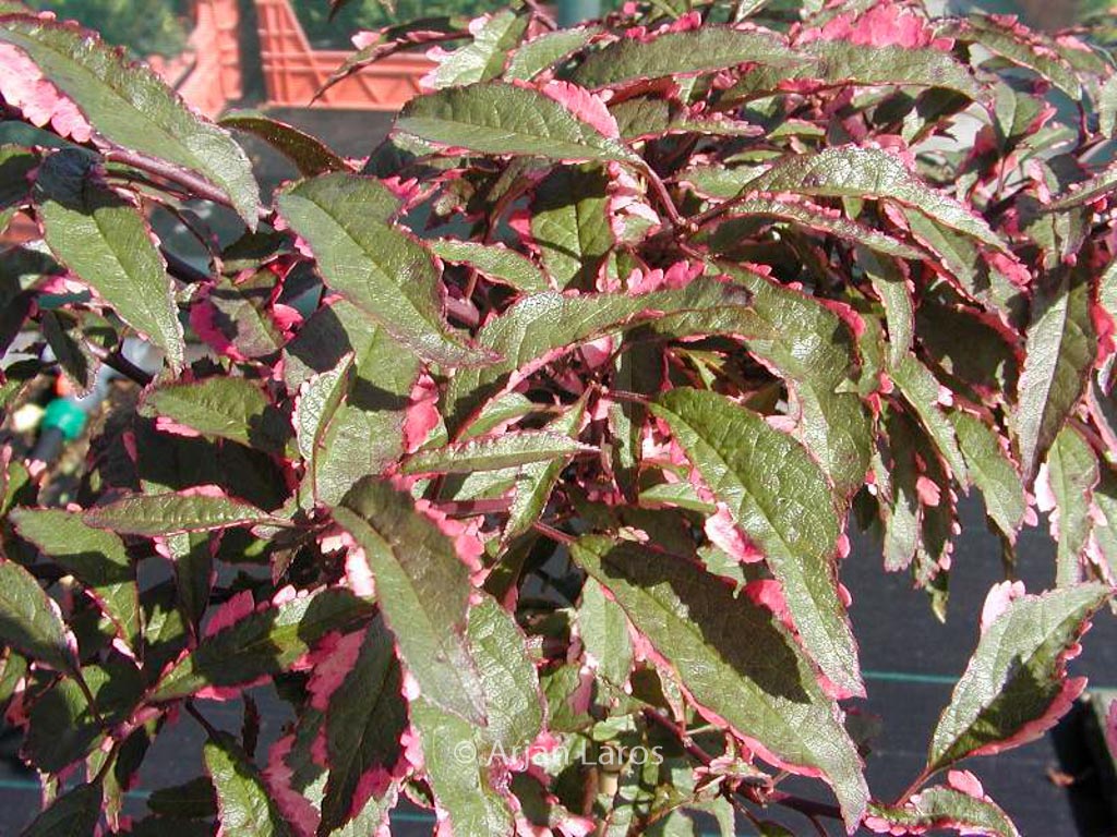 Prunus cerasifera ‘Hessei’