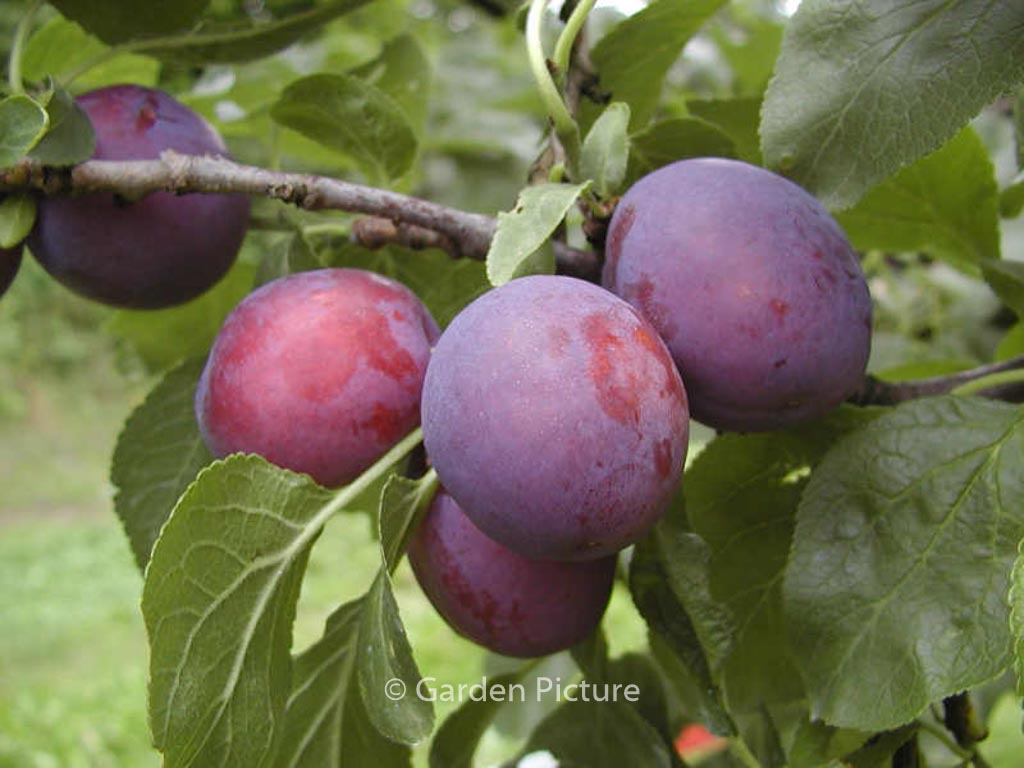 Prunus domestica ‘Herman’