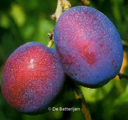 Prunus domestica ‘Jubileum’