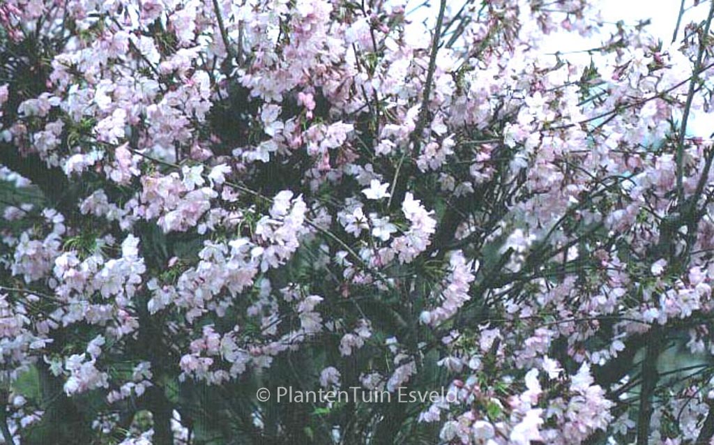 Prunus kurilensis ‘Ruby’