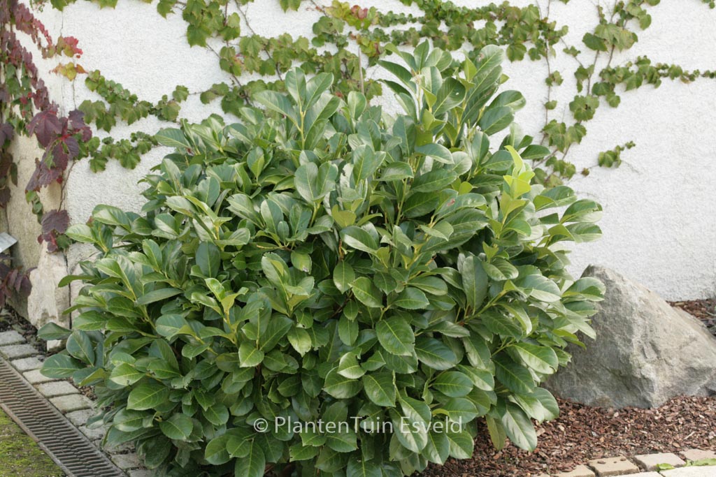 Prunus laurocerasus ‘Anbri’ (ETNA)