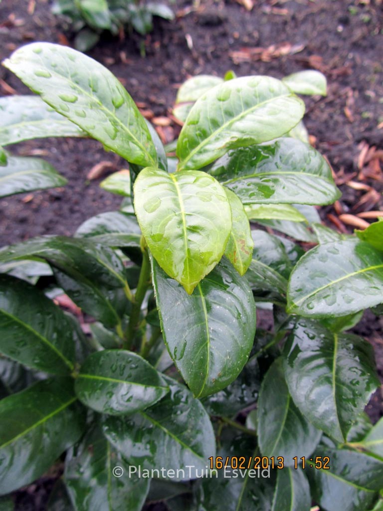 Prunus laurocerasus ‘Ani’