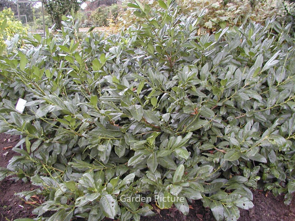 Prunus laurocerasus ‘Cherry Brandy’