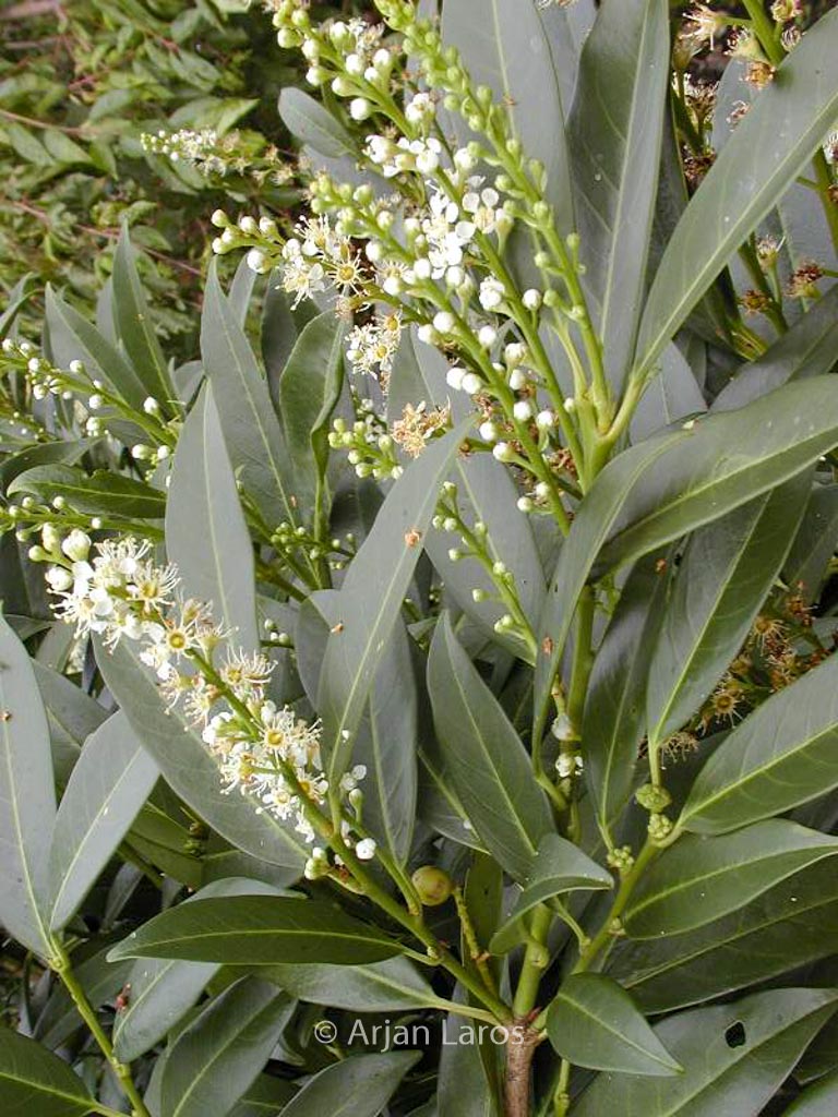 Prunus laurocerasus ‘Herbergii’