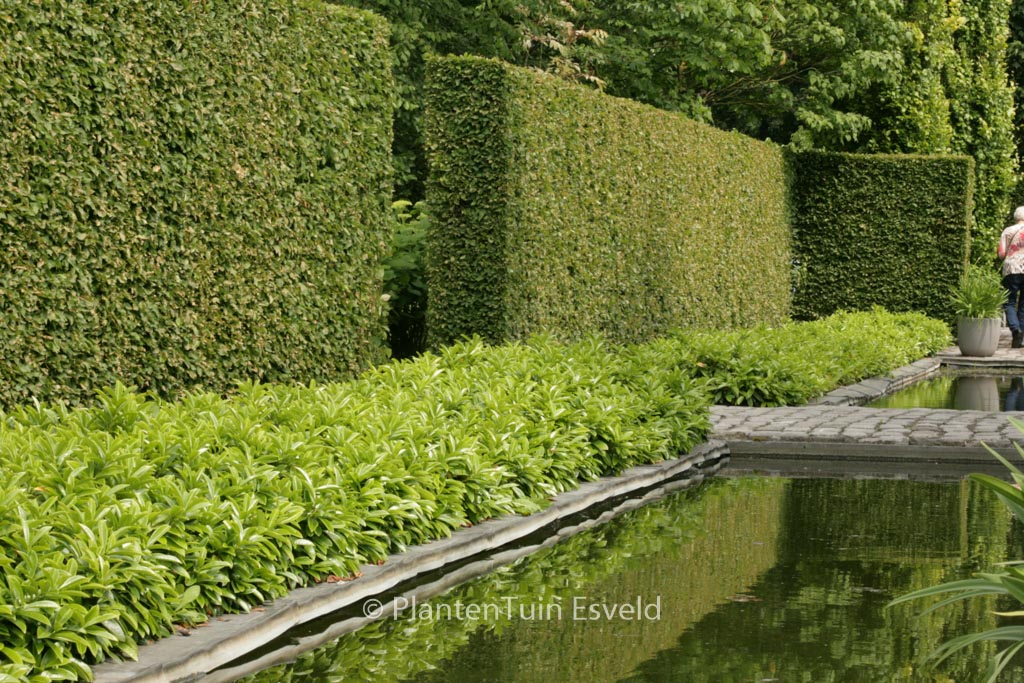 Prunus laurocerasus ‘Mount Vernon’