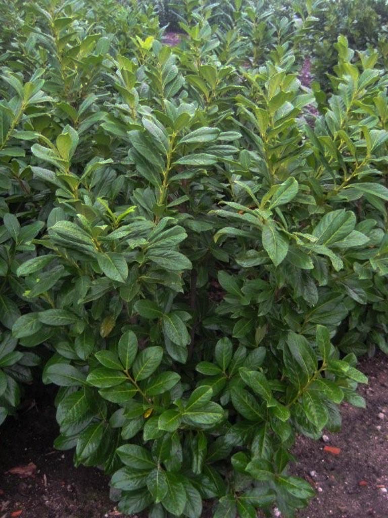 Prunus laurocerasus ‘Novita’