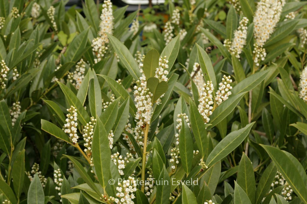 Prunus laurocerasus ‘Reynvaanii’