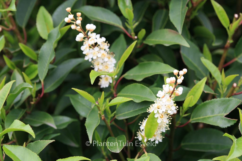 Prunus lusitanica ‘Angustifolia’