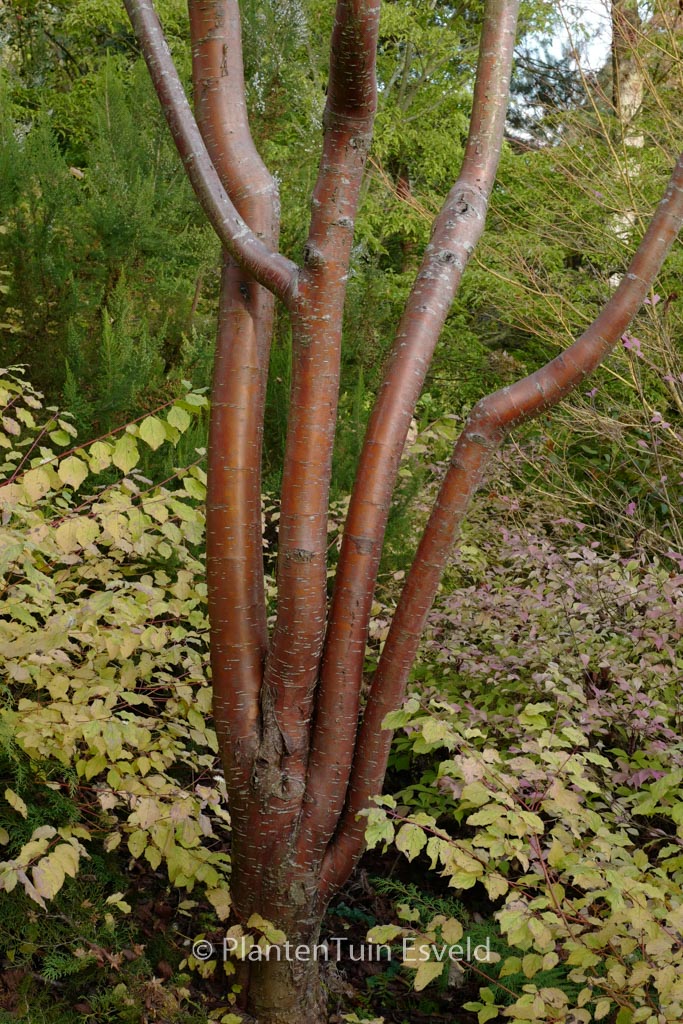 Prunus maackii ‘Amber Beauty’