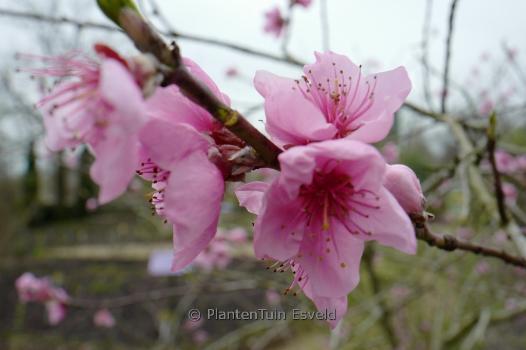 Prunus persica