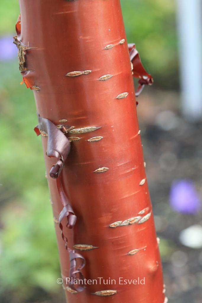 Prunus serrula ‘Branklyn’