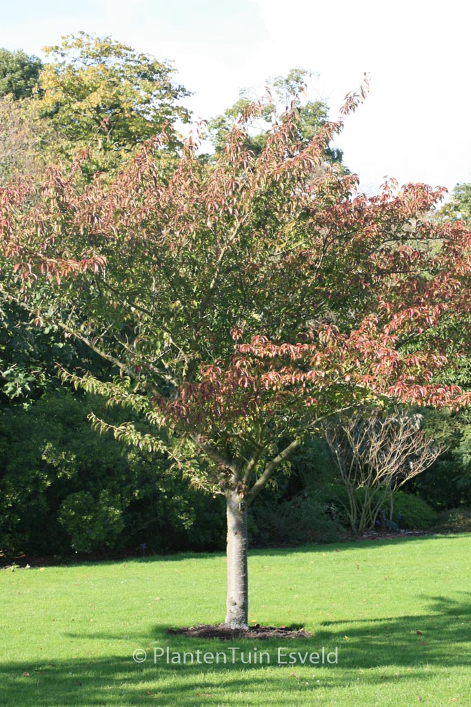 Prunus serrulata ‘Asano’