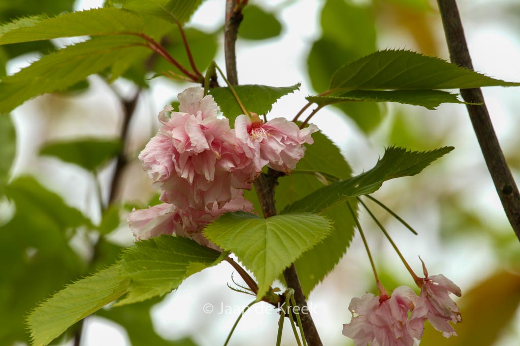 Prunus serrulata ‘Pink Perfection’