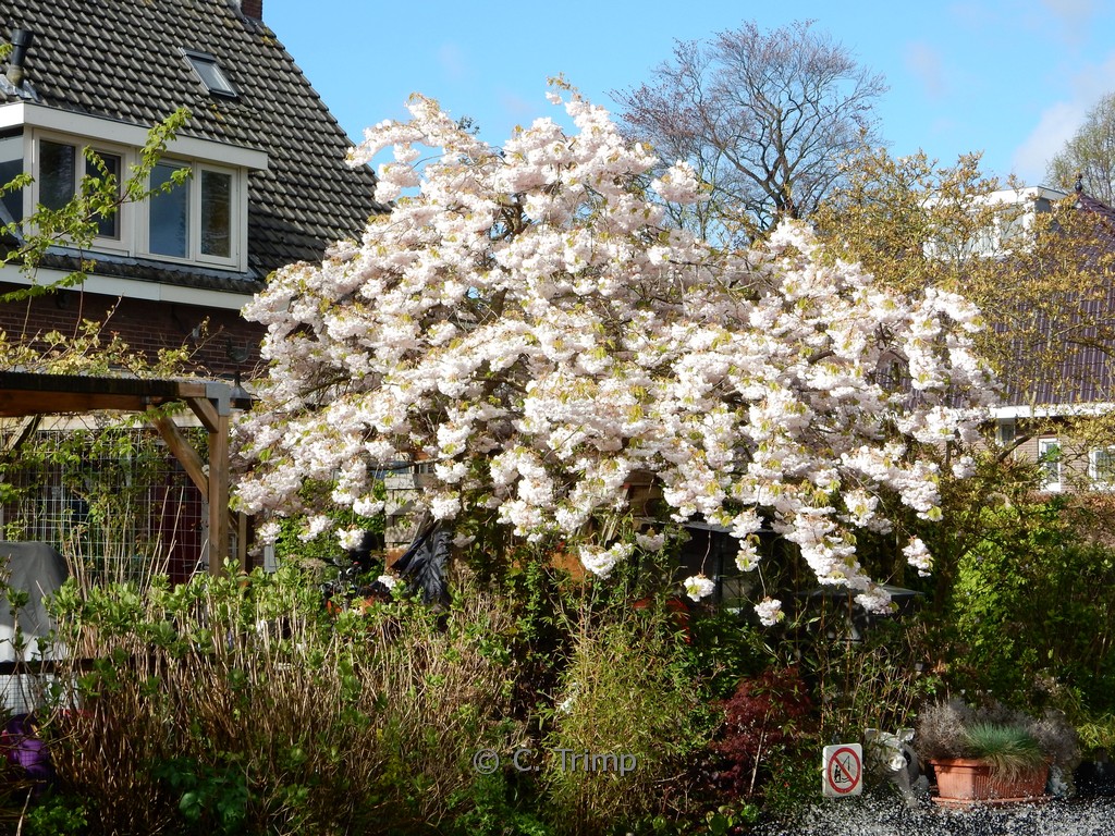Prunus serrulata ‘Shirotae’