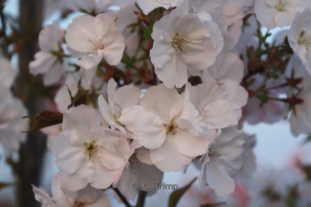 Prunus serrulata ‘Sunset Boulevard’