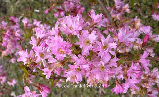 Prunus subhirtella ‘Fukubana’