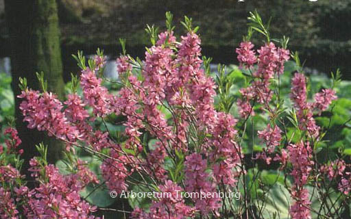 Prunus tenella ‘Fire Hill’