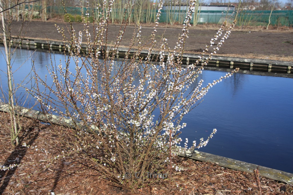 Prunus tomentosa