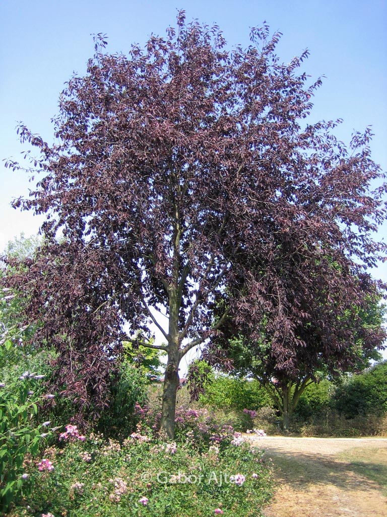 Prunus virginiana ‘Canada Red’