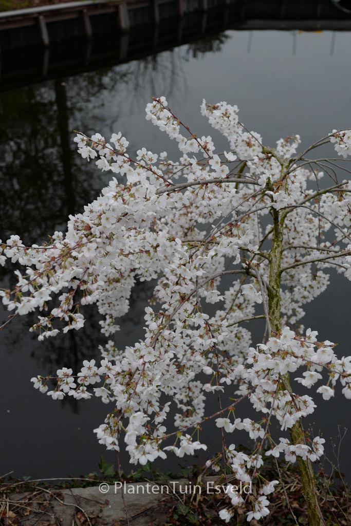Prunus yedoensis ‘Moerheimii’