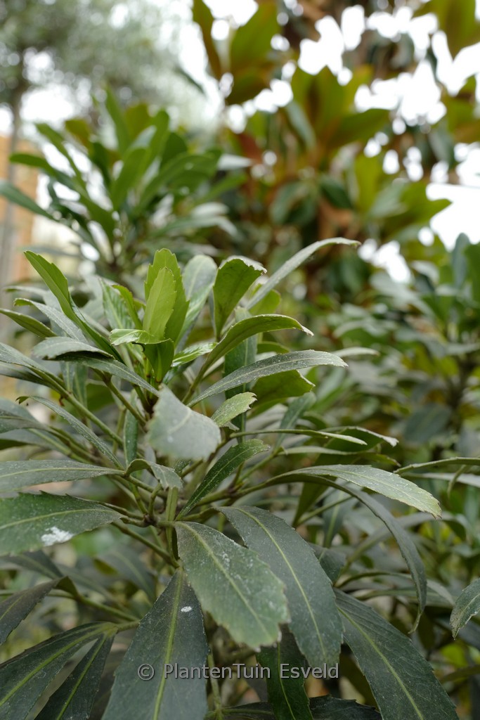 Pseudopanax lessonii