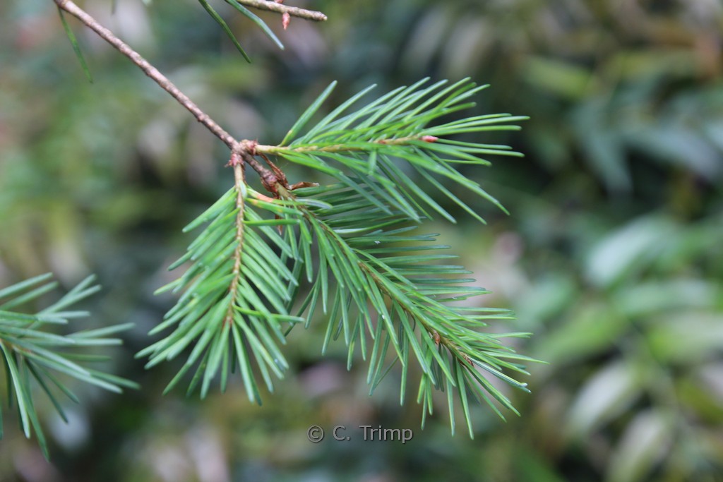 Pseudotsuga menziesii