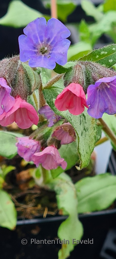 Pulmonaria ‘Blake’s Silver’