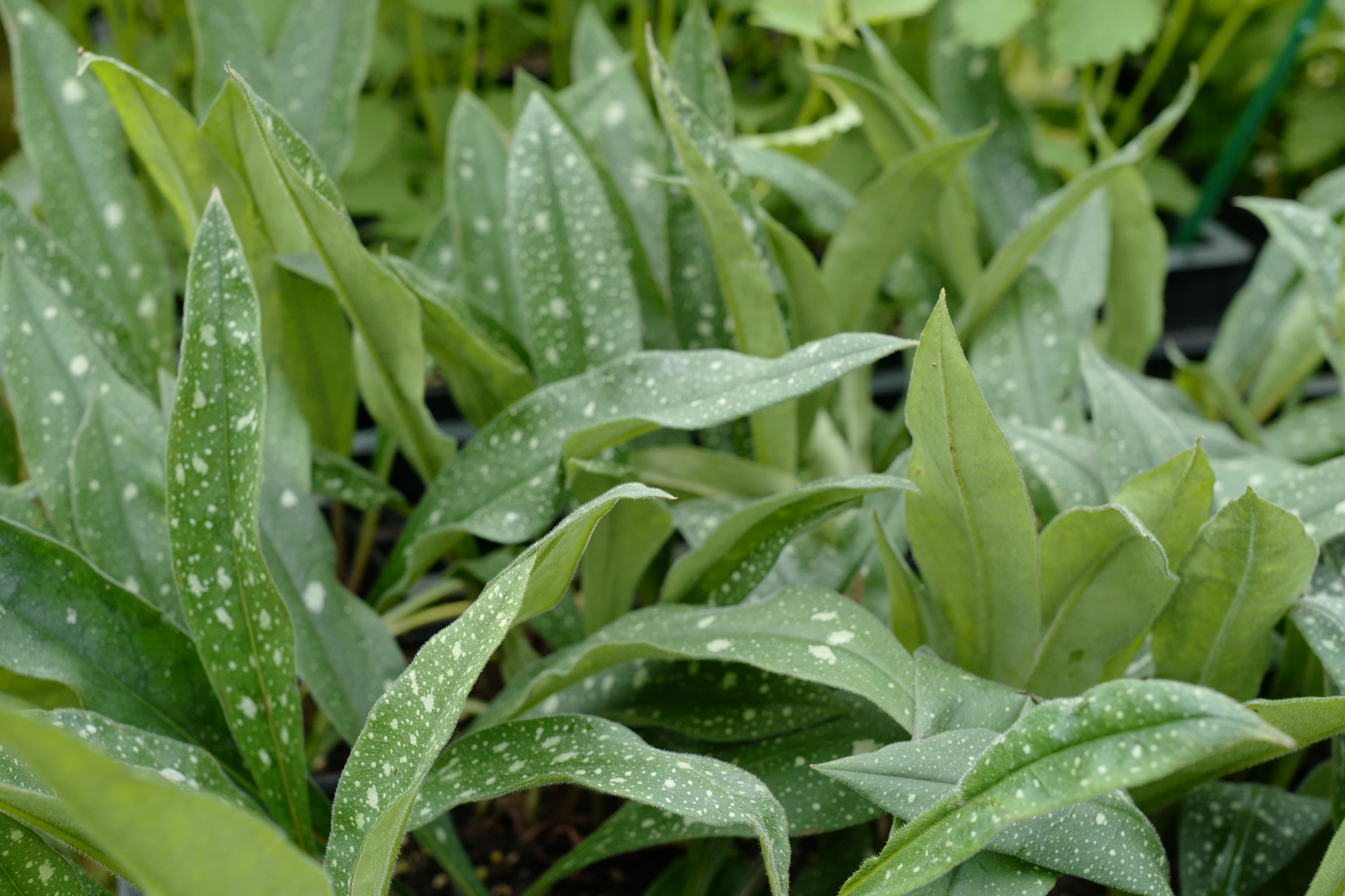 Pulmonaria ‘Miss Elly’