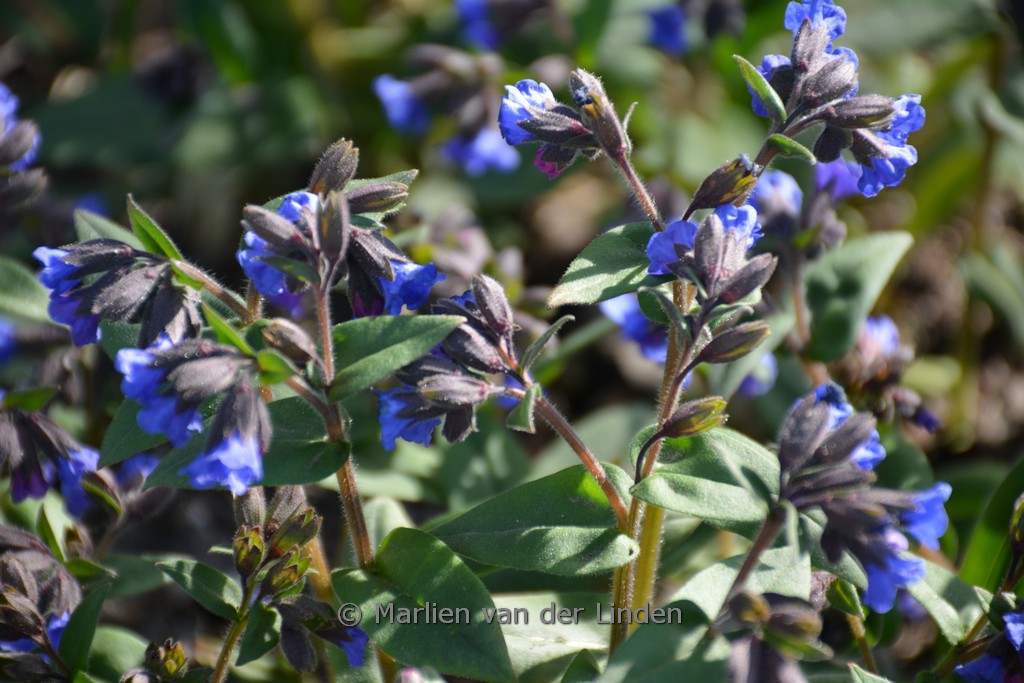 Pulmonaria angustifolia ‘Blue Ensign’