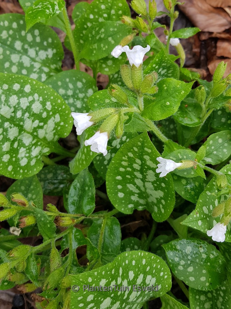 Pulmonaria officinalis ‘Sissinghurst White’