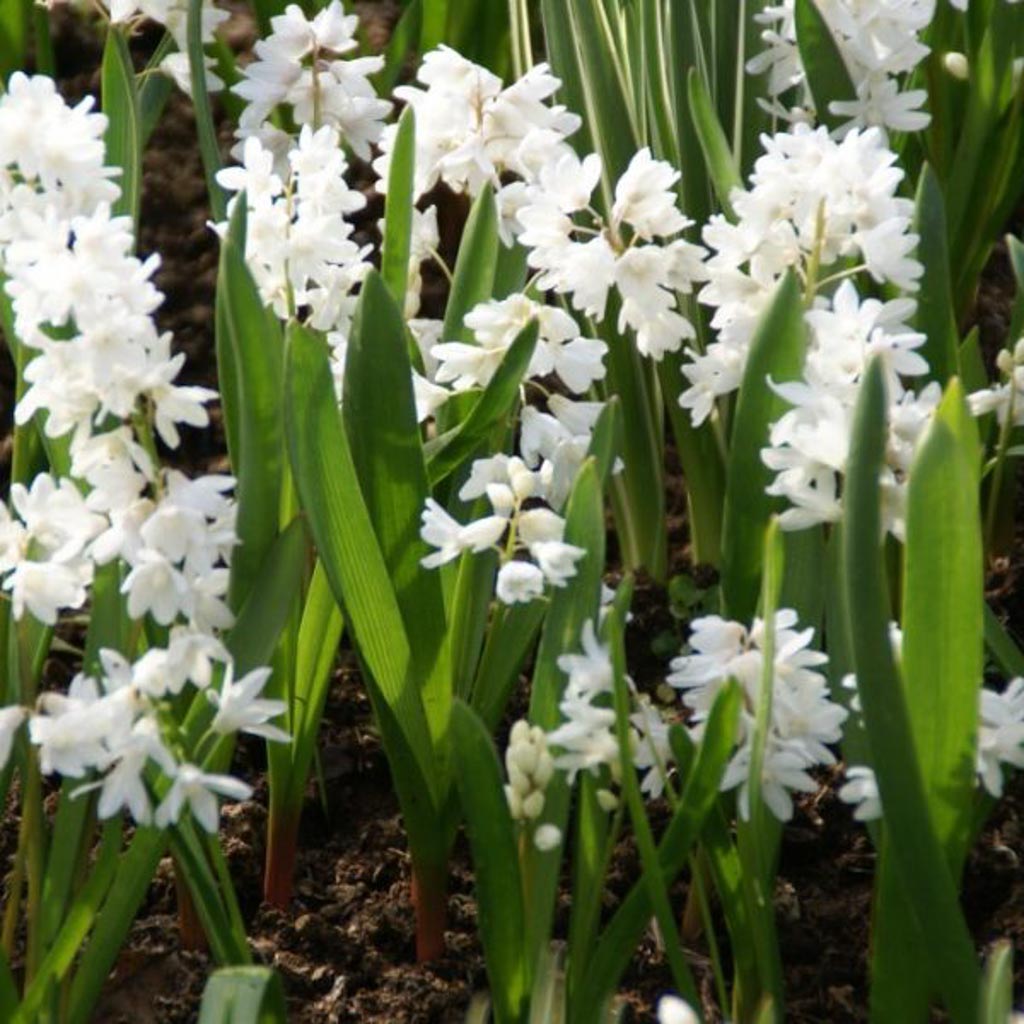 Puschkinia scilloides var. libanotica ‘Alba’