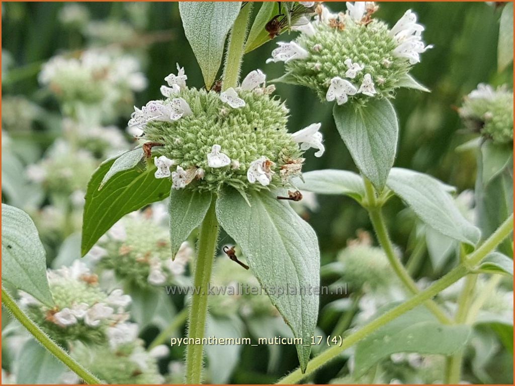 Pycnanthemum muticum