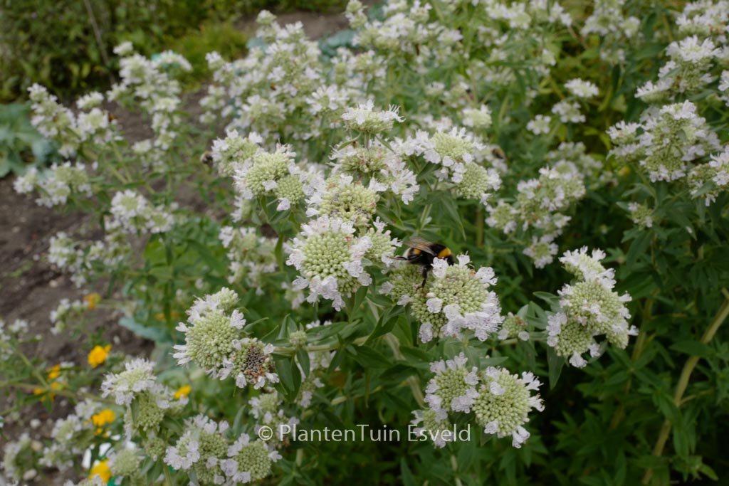 Pycnanthemum pilosum