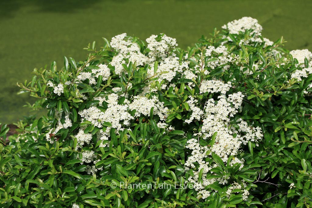 Pyracantha ‘Firelight’