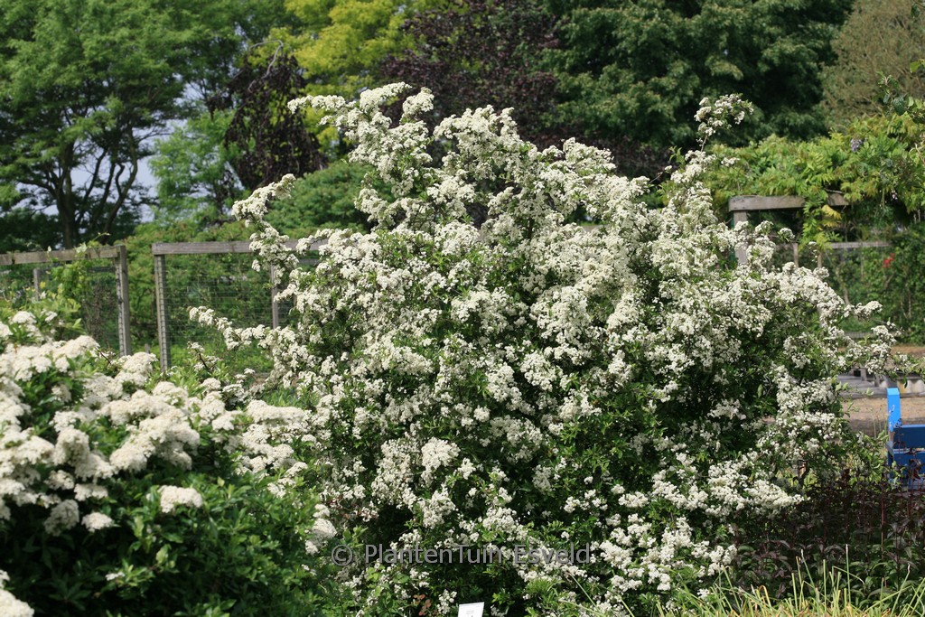Pyracantha ‘Soleil d’Or’