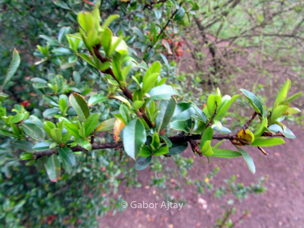 Pyracantha ‘Teton’